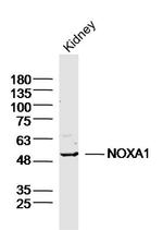 NOXA1 Antibody in Western Blot (WB)