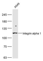 Integrin alpha 1 Antibody in Western Blot (WB)
