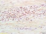 RNF126 Antibody in Immunohistochemistry (Paraffin) (IHC (P))