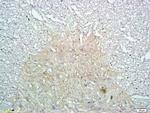 Claudin 11/OSPOligodendrocyte Marker Antibody in Immunohistochemistry (Paraffin) (IHC (P))