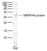 MMP9 Antibody in Western Blot (WB)