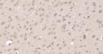 Nur77 Antibody in Immunohistochemistry (Paraffin) (IHC (P))