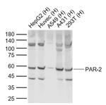 PAR-2 Antibody in Western Blot (WB)