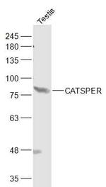 CATSPER Antibody in Western Blot (WB)