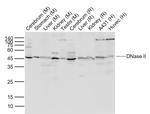 DNase II Antibody in Western Blot (WB)