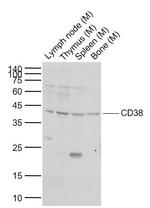 CD38 Antibody in Western Blot (WB)