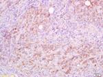 CD5L/Api6 Antibody in Immunohistochemistry (Paraffin) (IHC (P))
