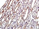 CD9/MRP-1 Antibody in Immunohistochemistry (Paraffin) (IHC (P))