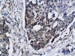 CCR5/CD195 Antibody in Immunohistochemistry (Paraffin) (IHC (P))