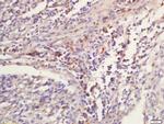 NKG5 Antibody in Immunohistochemistry (Paraffin) (IHC (P))