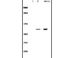 LTB4-R1/BLTR Antibody in Western Blot (WB)
