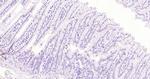 ApoA4 Antibody in Immunohistochemistry (Paraffin) (IHC (P))