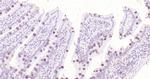 ApoA4 Antibody in Immunohistochemistry (Paraffin) (IHC (P))