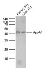ApoA4 Antibody in Western Blot (WB)