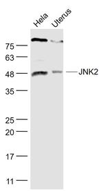 JNK1/2 Antibody in Western Blot (WB)