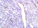 Phospho-PLK1 (Ser137) Antibody in Immunohistochemistry (Paraffin) (IHC (P))