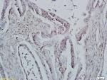 ID1 Antibody in Immunohistochemistry (Paraffin) (IHC (P))