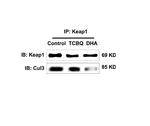 KEAP1 Antibody in Western Blot (WB)