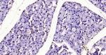 Histone H3 (tri methyl K37) Antibody in Immunohistochemistry (Paraffin) (IHC (P))