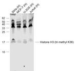 Histone H3 (tri methyl K37) Antibody in Western Blot (WB)