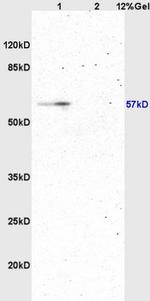 ATG13 Antibody in Western Blot (WB)