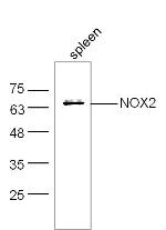 NOX2/gp91phox Antibody in Western Blot (WB)