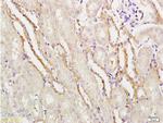 APG5L Antibody in Immunohistochemistry (Paraffin) (IHC (P))