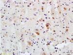 APG5L Antibody in Immunohistochemistry (Paraffin) (IHC (P))