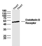 ETBR/Endothelin B Receptor Antibody in Western Blot (WB)