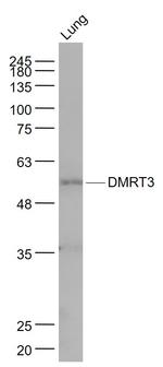 DMRT3 Antibody in Western Blot (WB)