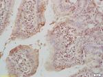 Acetyl-Histone H4 (Lys17) Antibody in Immunohistochemistry (Paraffin) (IHC (P))