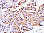 Calponin 2 + 3 Antibody in Immunohistochemistry (Paraffin) (IHC (P))