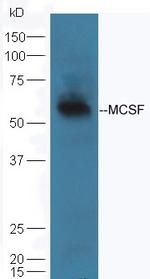 MCSF Antibody in Western Blot (WB)
