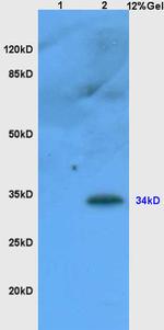 CD1d1 Antibody in Western Blot (WB)