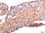 PAPOG Antibody in Immunohistochemistry (Paraffin) (IHC (P))