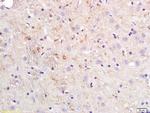 ApoE Antibody in Immunohistochemistry (Paraffin) (IHC (P))