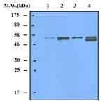 Thioredoxin Reductase 2 Antibody in Western Blot (WB)