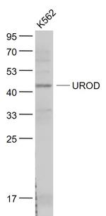 UROD Antibody in Western Blot (WB)