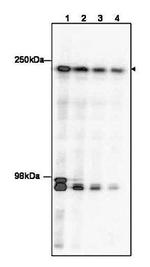 TAF1 Antibody in Western Blot (WB)