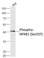 Phospho-NFKB1 (Ser337) Antibody in Western Blot (WB)