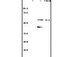 SHC3 Antibody in Western Blot (WB)