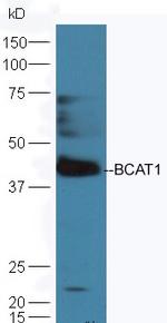 BCAT1 Antibody in Western Blot (WB)