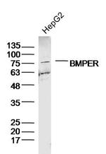 BMPER Antibody in Western Blot (WB)