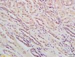 Phospholipase C beta 1 Antibody in Immunohistochemistry (Paraffin) (IHC (P))