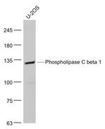 Phospholipase C beta 1 Antibody in Western Blot (WB)