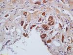 Phospho-MYL9 (Ser20) Antibody in Immunohistochemistry (Paraffin) (IHC (P))