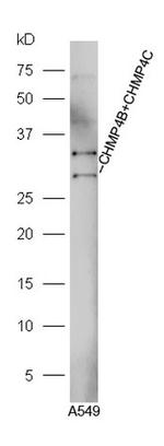CHMP4B+CHMP4C Antibody in Western Blot (WB)