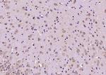 G protein alphaisoforms XLas Antibody in Immunohistochemistry (Paraffin) (IHC (P))