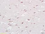 FAM40A Antibody in Immunohistochemistry (Paraffin) (IHC (P))