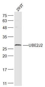 UBE2J2 Antibody in Western Blot (WB)